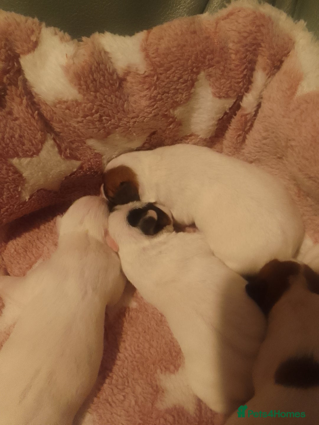 Jack Russell dogs for sale: Jack Russell 5 boy's - Advert 3