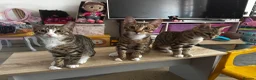 Mixed Breed cats for sale: Bengal x Tabby mixbreed. - Advert 6