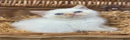 Exotic cats for sale: flame point exotic male - Advert 3