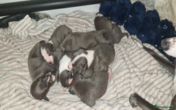 Mixed Breed dogs for sale: Whippet x Italian greyhounds for sale  - Image 5