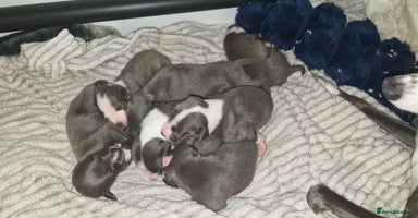Mixed Breed dogs Whippet x Italian greyhounds for sale  - Advert 9