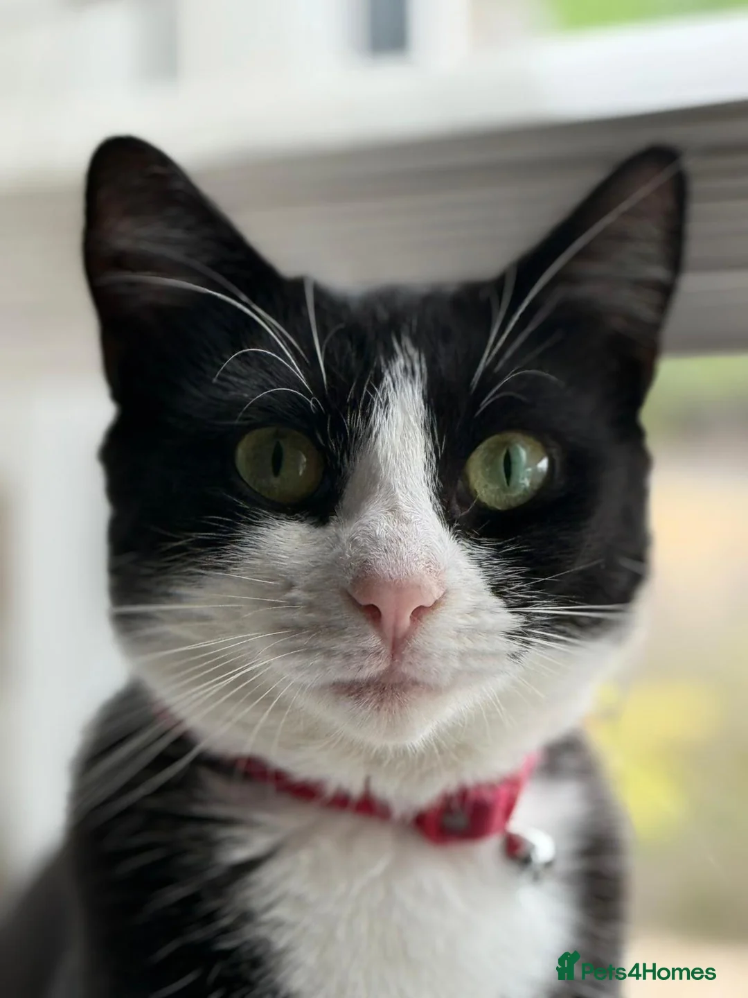 Mixed Breed cats for sale: Maine coon x American shorthair kittens  - Advert 8