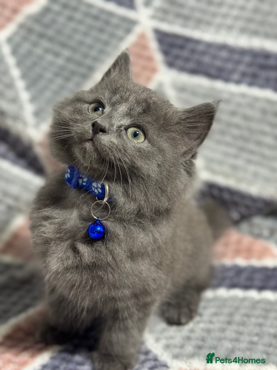 Mixed Breed cats for sale: 🐾 Adorable 9-Week Kittens for Sale 🐾 - Advert 5