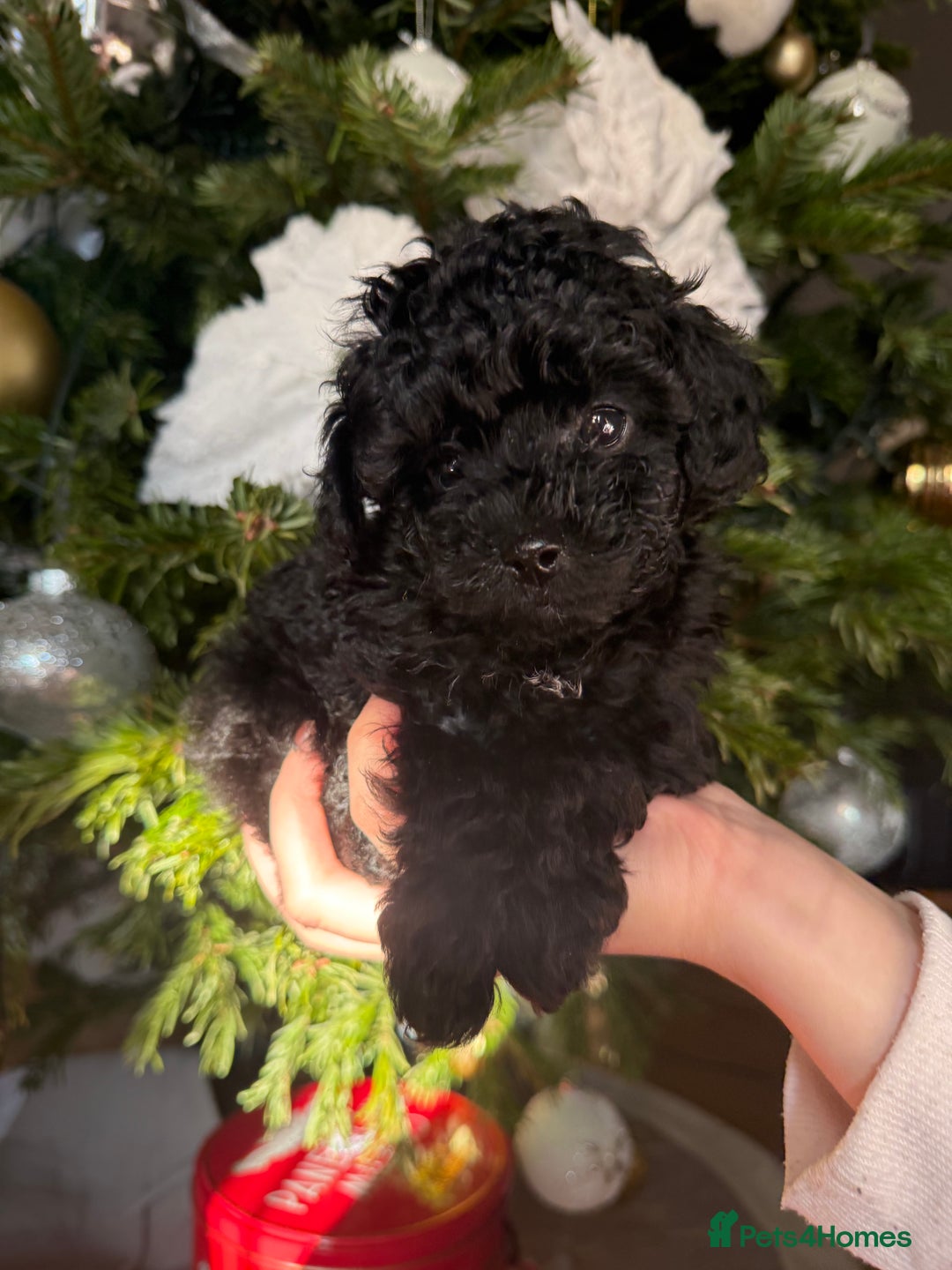 Toy Poodle dogs for sale: 3 adorable toy poodles. Multicoloured, check des. - Advert 6