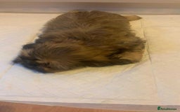 Shih Tzu dogs for sale: Shih Tzu puppy’s  - Image 6