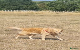 Golden Retriever dogs for sale: Golden retriever puppies - Image 32
