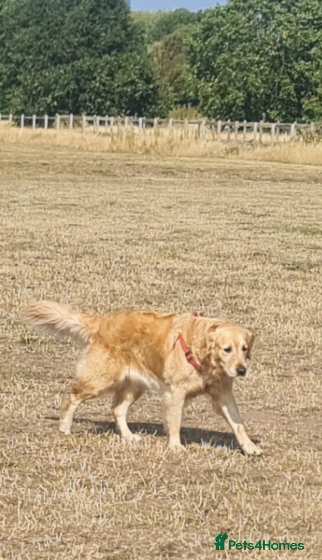 Golden Retriever dogs for sale: Golden retriever puppies - Image 32