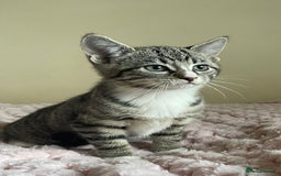 British Shorthair cats for sale: British Short Hair Cross Ragdoll Kitten  - Image 6