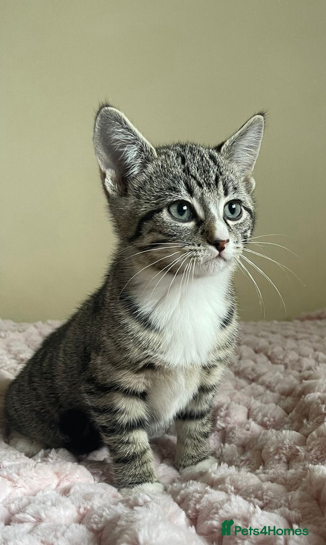 British Shorthair cats for sale: British Short Hair Cross Ragdoll Kitten  - Image 6