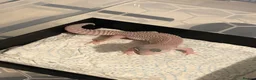 Leopard Gecko reptiles for sale: Leopard geckos Tremper / blizzard / BN x MS - Advert 2