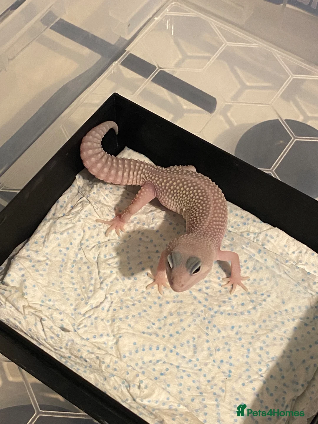 Leopard Gecko reptiles for sale: Leopard geckos Tremper / blizzard / BN x MS - Advert 2