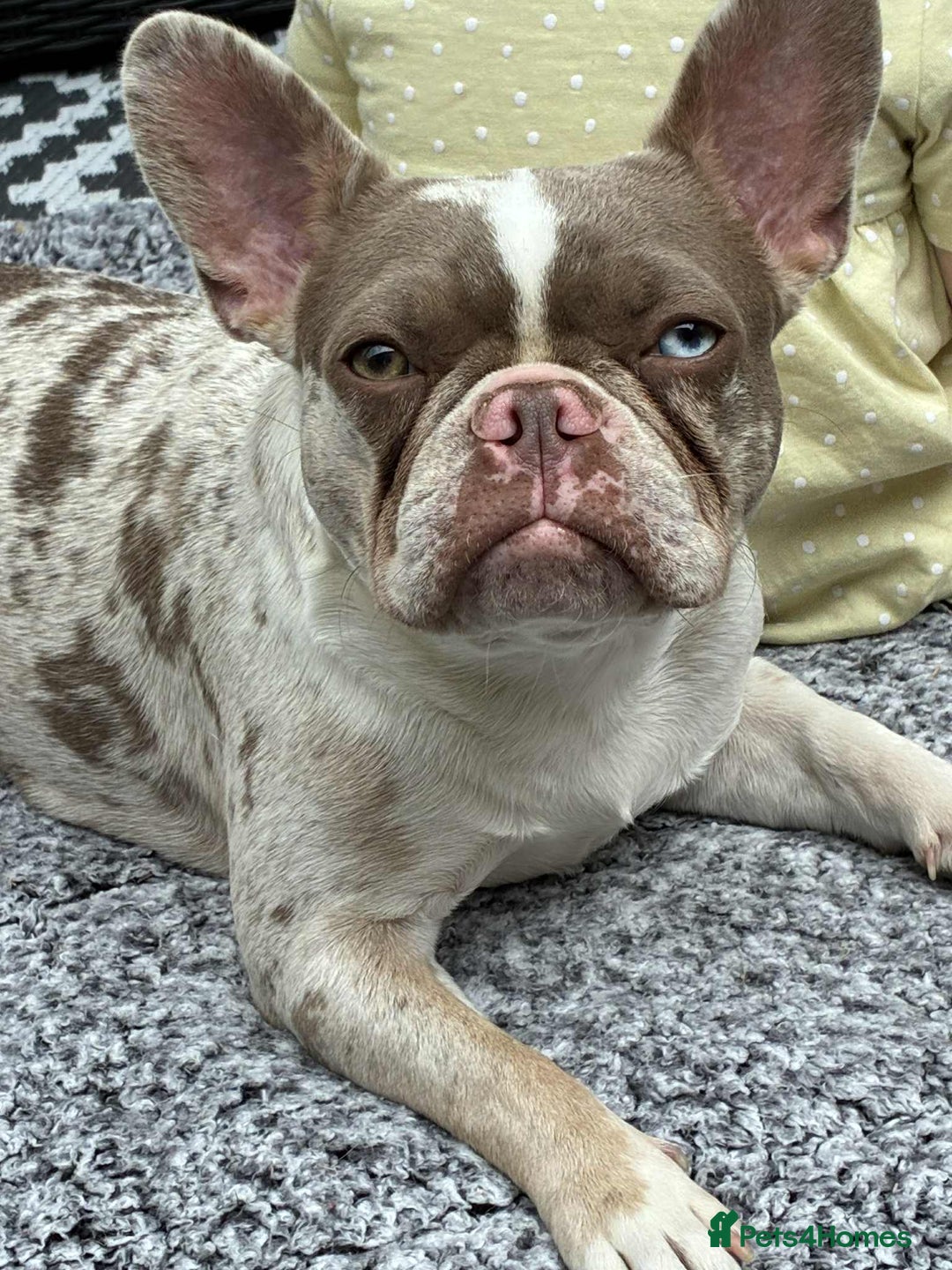 Mixed Breed dogs for sale: Last Stunning Frenchton Female Pup - Image 8