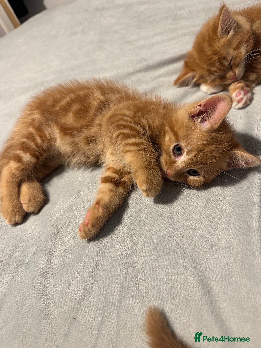 Scottish Fold cats for sale: Ginger Scottish fold/straights - Advert 23