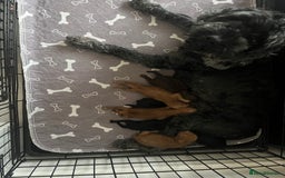 Cockapoo dogs for sale: F1b toy cockapoo puppies for sale 6 left  - Advert 7