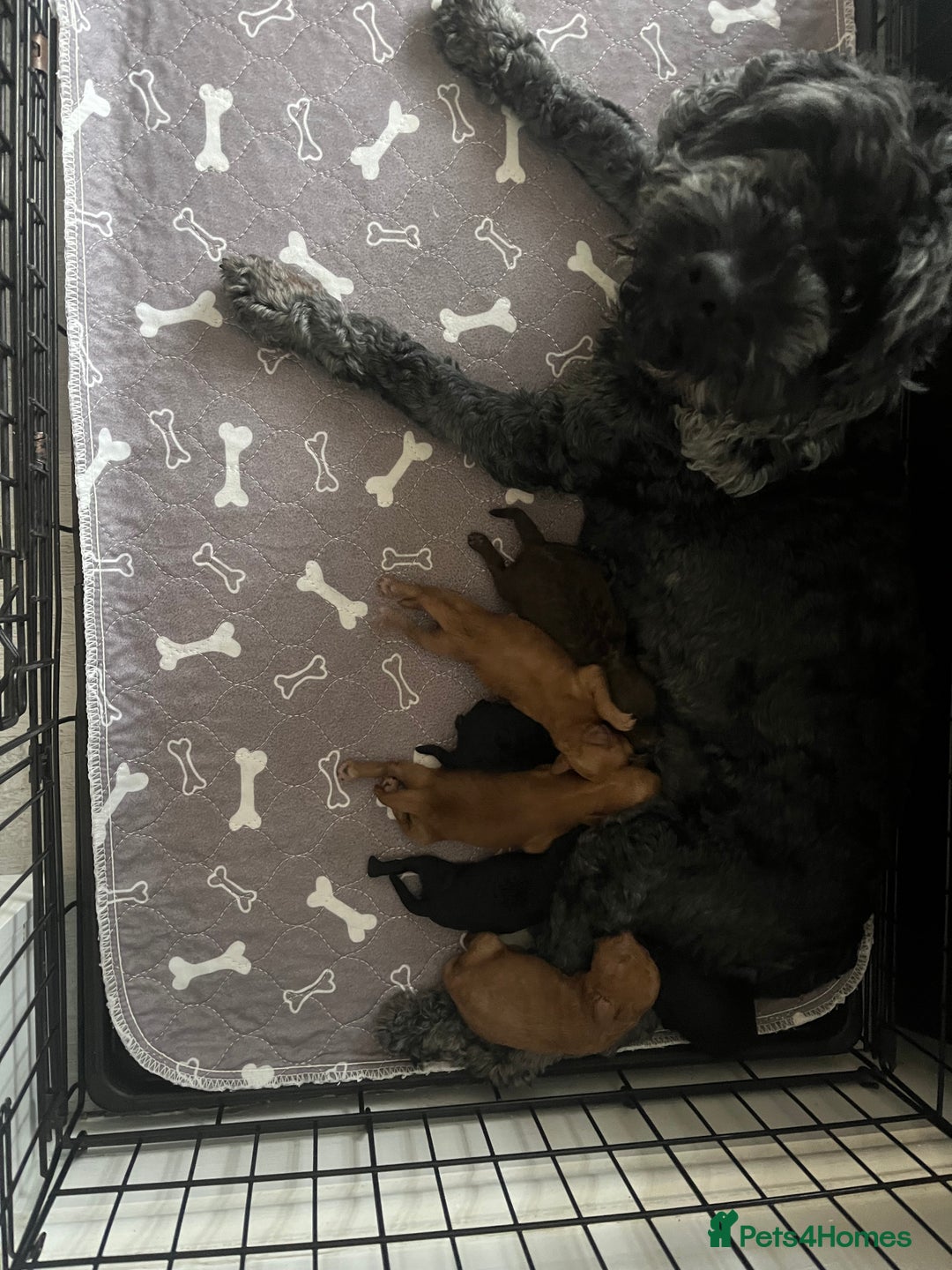Cockapoo dogs for sale: F1b toy cockapoo puppies for sale 6 left  - Advert 7