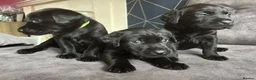 Labrador Retriever dogs for sale: Stunning litter of KC black labradors - Advert 9