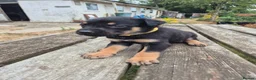 Mixed Breed dogs for sale: 8 Huntaway x puppies for sale - Advert 21