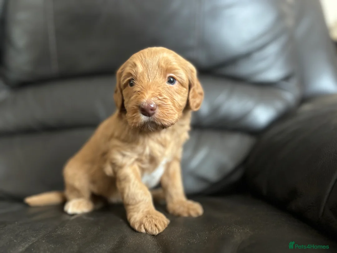 Australian Labradoodle dogs for sale: *READY TO GO* 💕Australian Labradoodle Puppies💕 - Advert 36