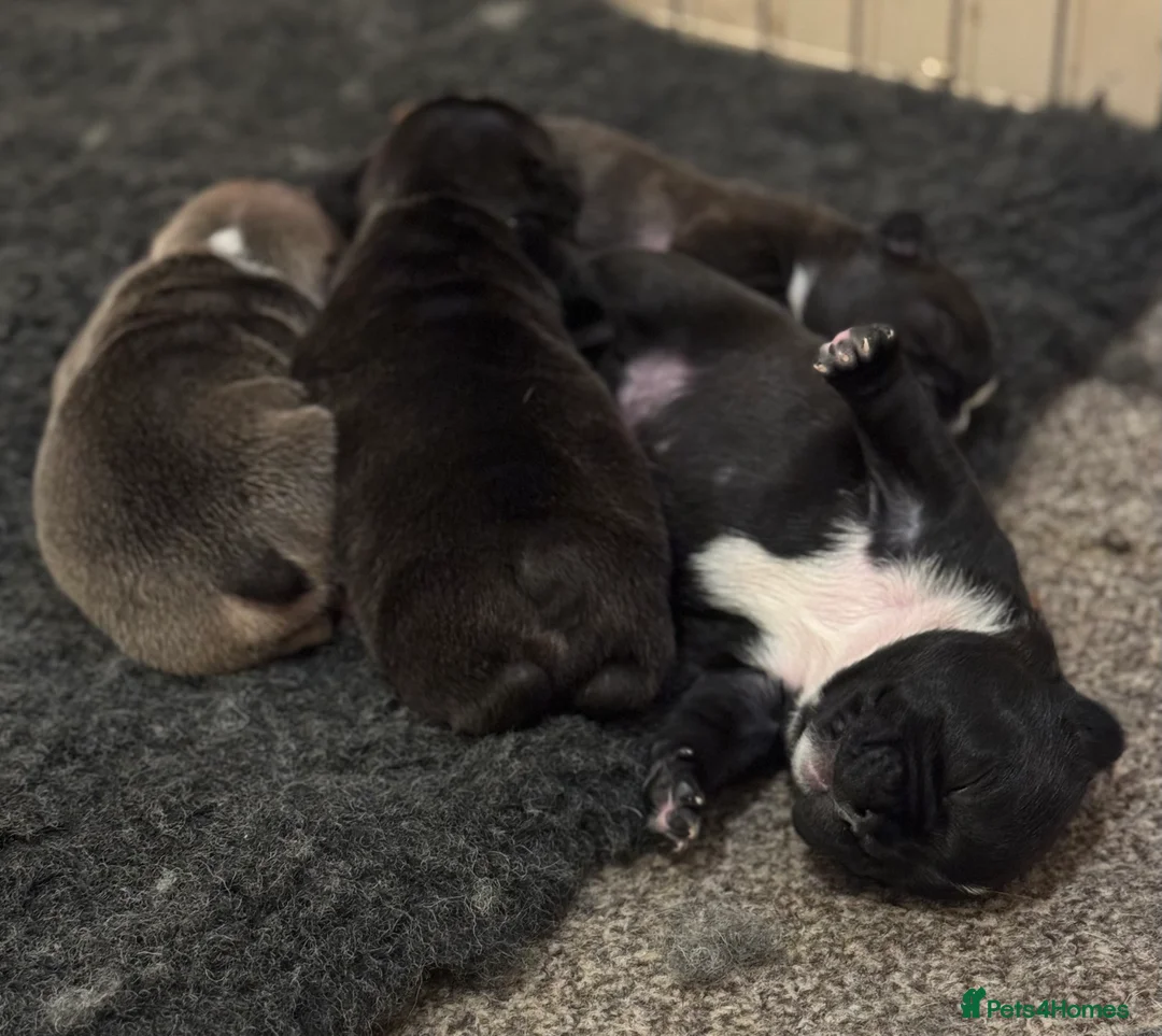 French Bulldog dogs for sale: French Bulldog Puppies - Advert 3