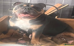 English Bulldog dogs for sale: Kc reg English bulldog puppies 🏴󠁧󠁢󠁥󠁮󠁧󠁿 - Image 1