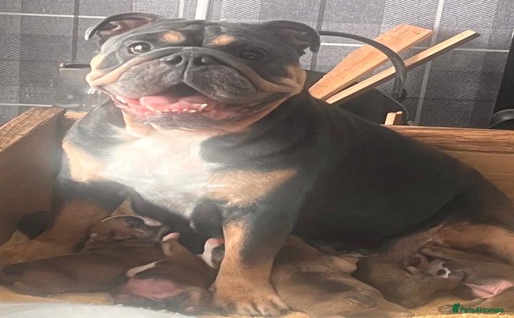English Bulldog dogs - Advert 1