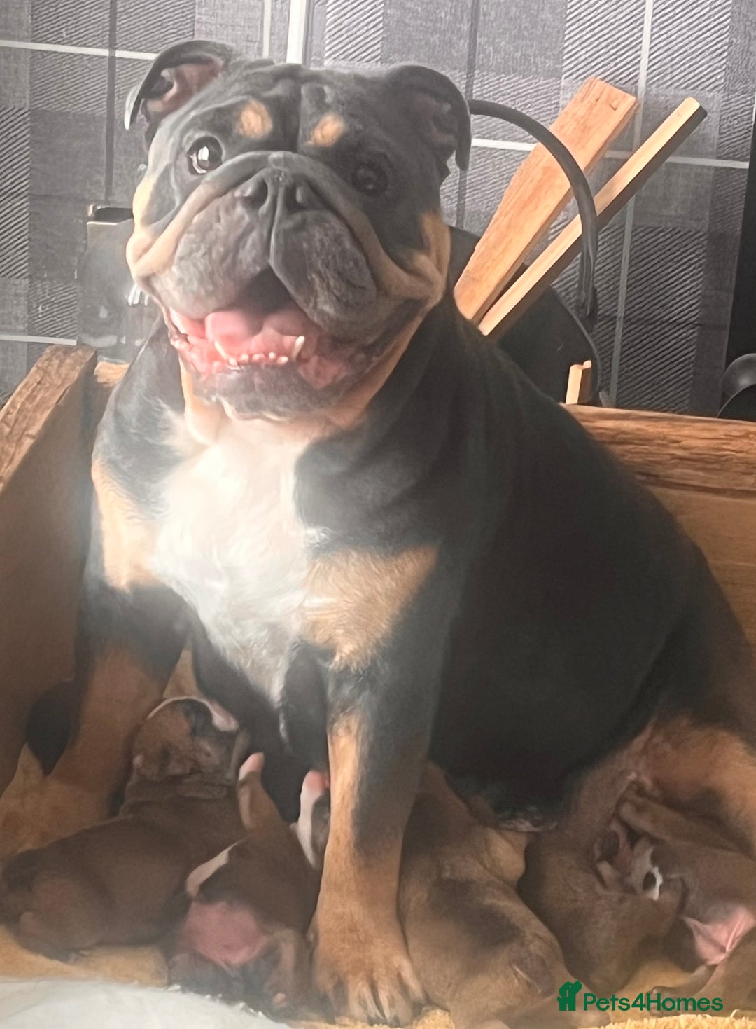 English Bulldog dogs for sale: Kc reg English bulldog puppies 🏴󠁧󠁢󠁥󠁮󠁧󠁿 - Image 1
