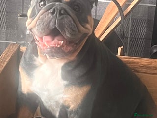 English Bulldog dogs - Advert 4