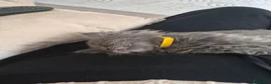 Ragcoon 2