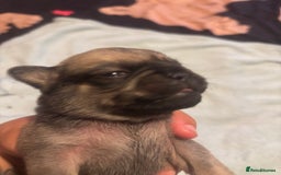 Pug dogs for sale: Pug Puppies  - Image 13