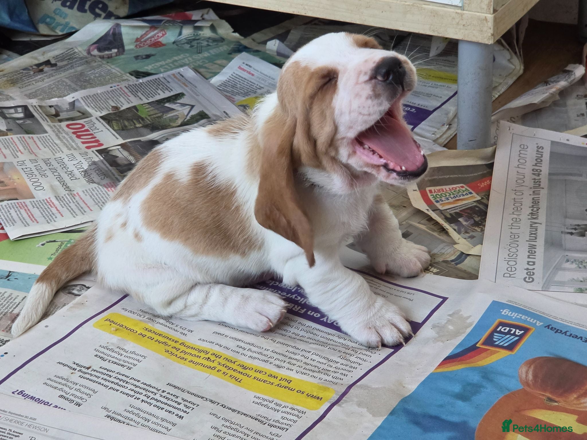 Basset Hound dogs Basset hound pups kc reg.(licensed breeder) - Advert 4