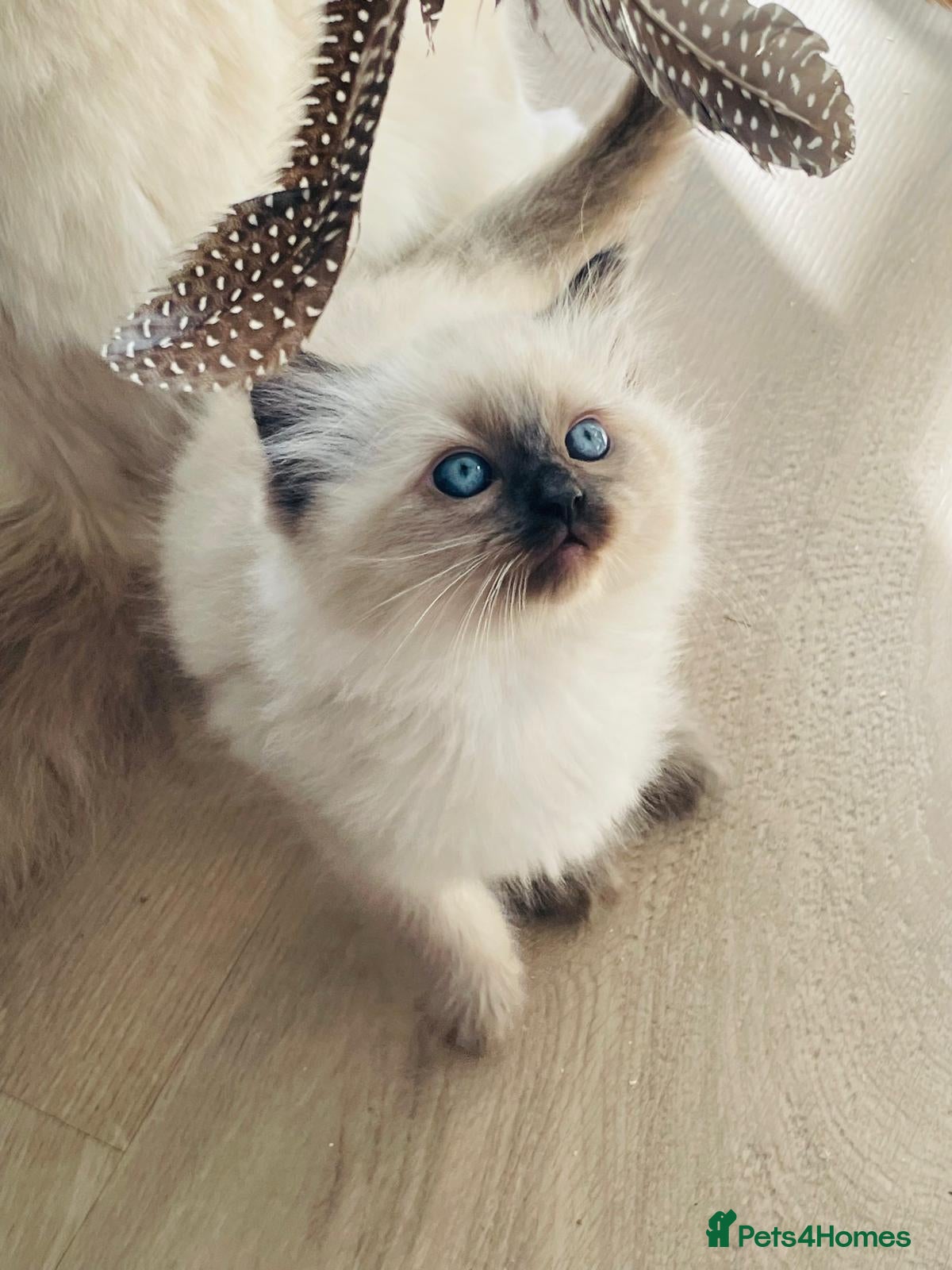 Ragdoll cats 1 gorgeous baby boy pure ragdoll left  - Advert 8