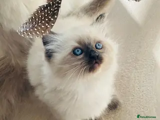 Ragdoll cats 1 gorgeous baby boy pure ragdoll left - Advert 9