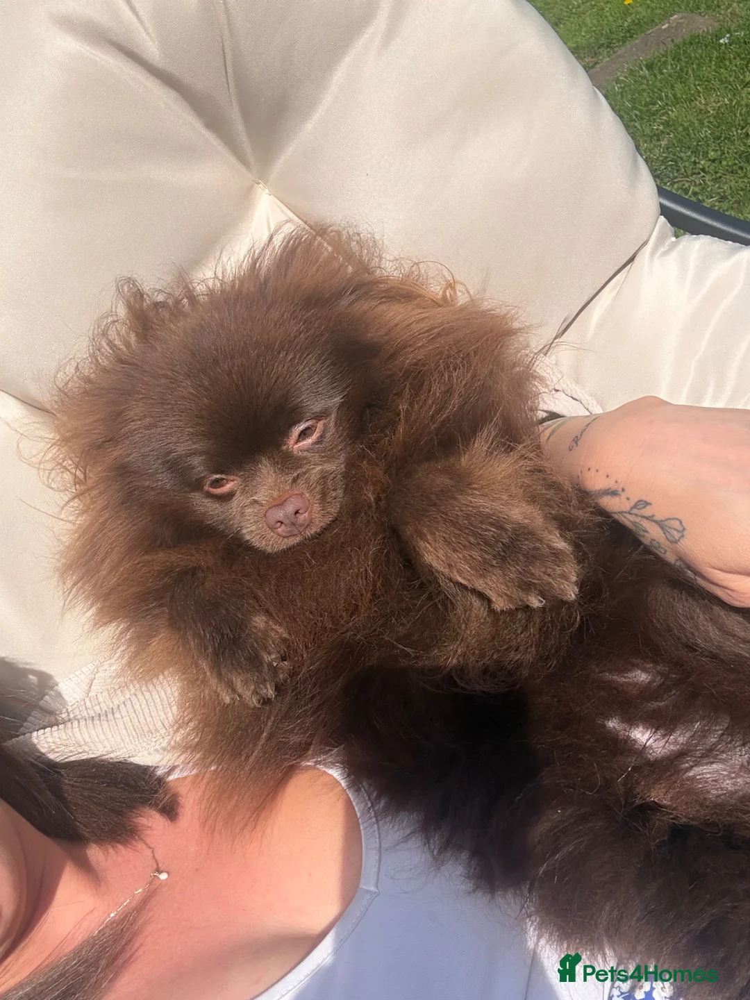 Pomeranian dogs for sale: 🐾 affectionate 2year old chocolate Pomeranian 🐾 - Advert 5