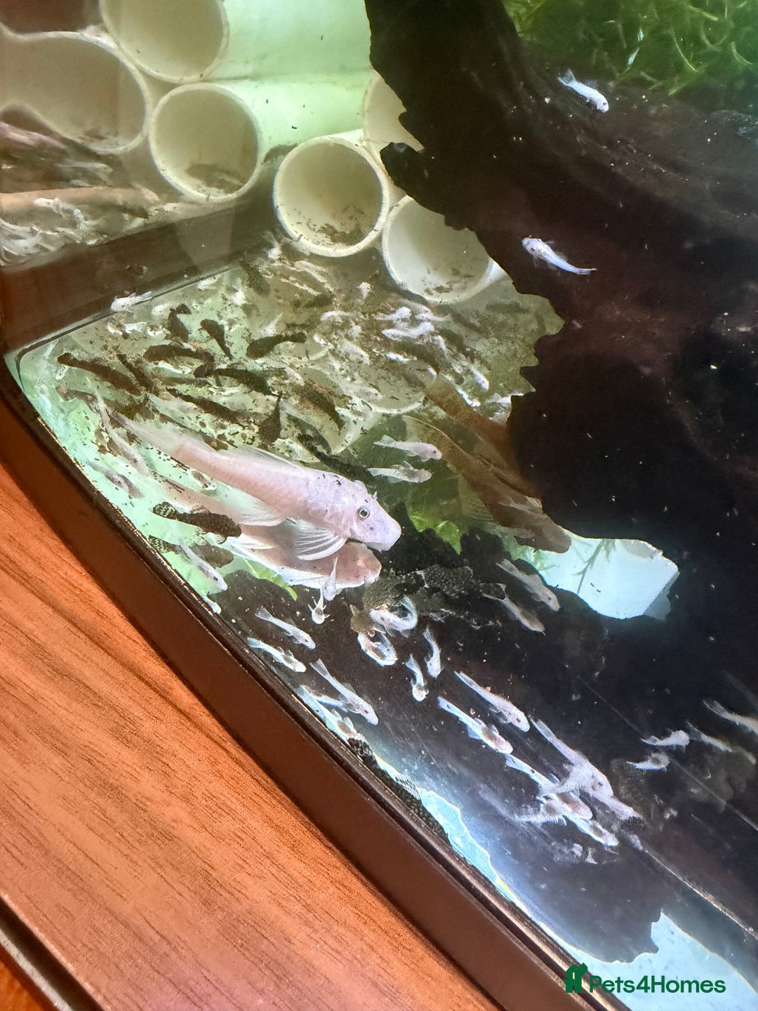 Angelfish fish for sale: Angels & Plecos - Advert 3