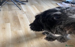 Cockapoo dogs for sale: Male, cockerpoo  - Image 6
