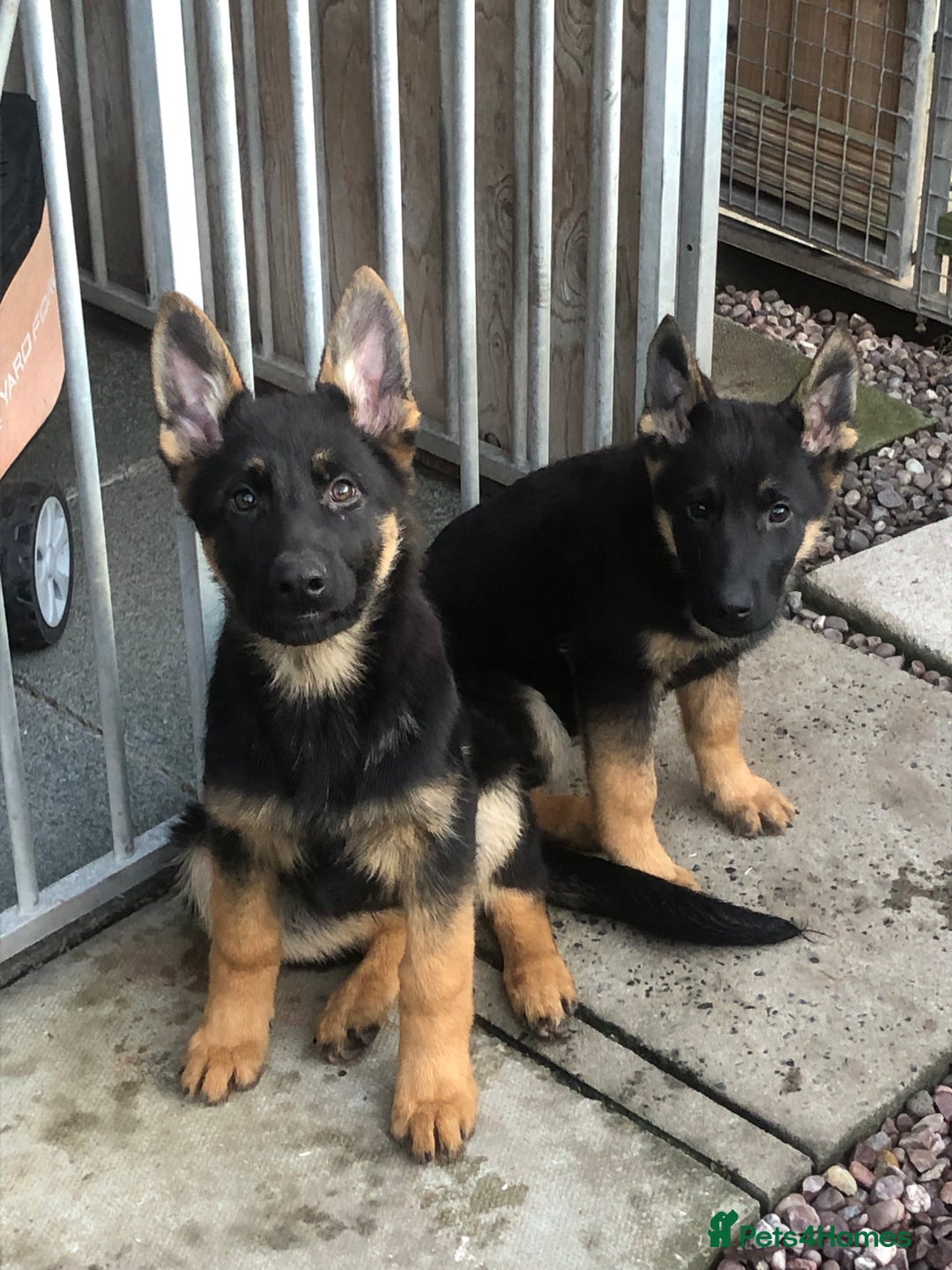 German Shepherd dogs for sale: German shepherd puppies READY NOW - Advert 3