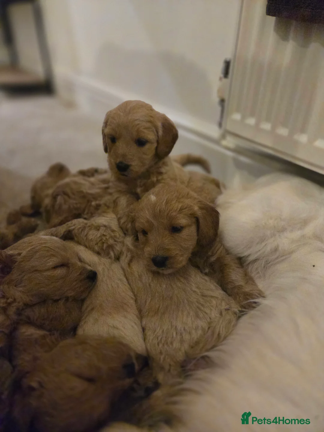 Mini Goldendoodle dogs for sale: Available from Monday  - Advert 16
