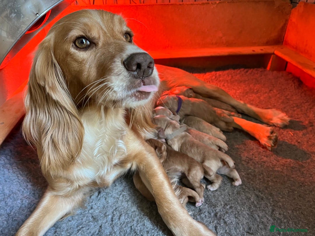 Cocker Spaniel dogs for sale: Stunning golden cocker spaniel puppies  - Image 5