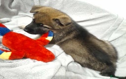 German Shepherd dogs for sale: BEAUTIFUL SABLE GERMAN SHEPHERD PUPS - Image 26