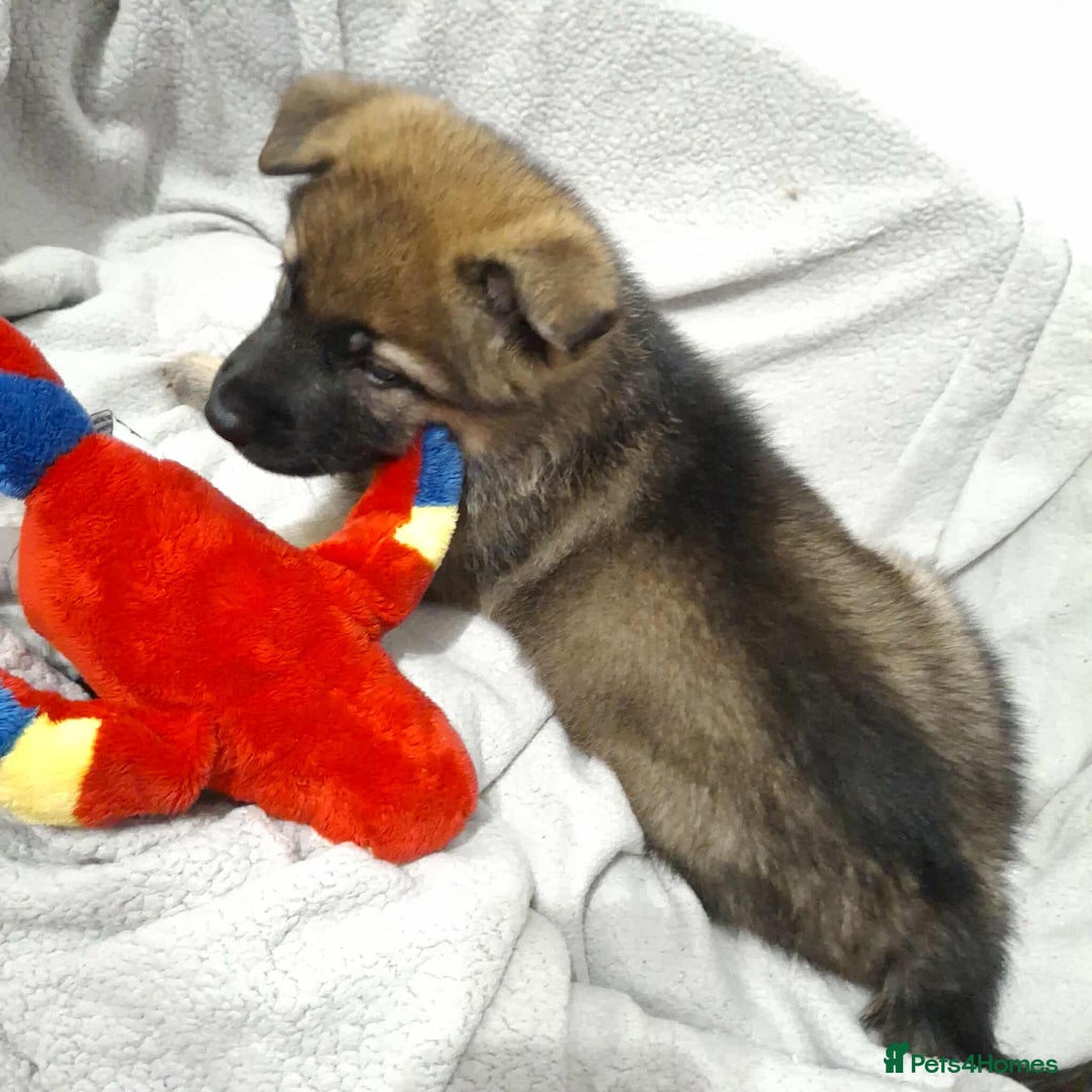 German Shepherd dogs for sale: BEAUTIFUL SABLE GERMAN SHEPHERD PUPS - Image 26