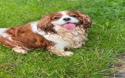 Cavalier King Charles Spaniel dogs for stud: Blenheim health tested stud ( not for sale ) in Glossop - Image 5