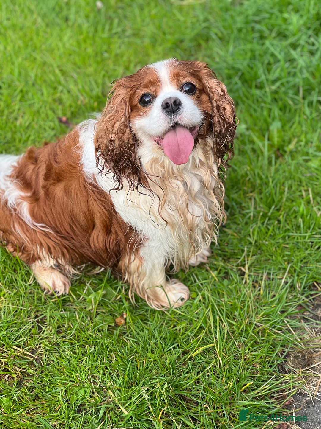 Cavalier King Charles Spaniel dogs for stud: Blenheim health tested stud ( not for sale ) in Glossop - Advert 5