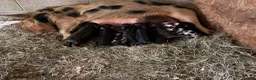 Pig livestock for sale: Kunekune piglets for sale  in High Peak - Advert 3