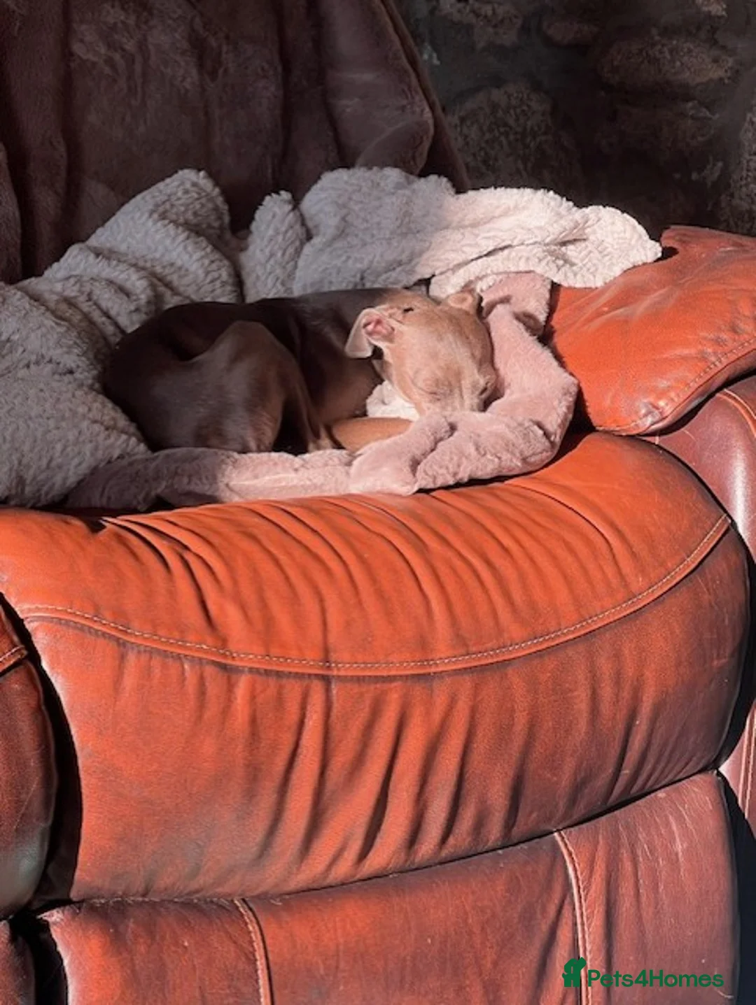 Italian Greyhound dogs for stud: Blue Italian Greyhound for STUD - Advert 3