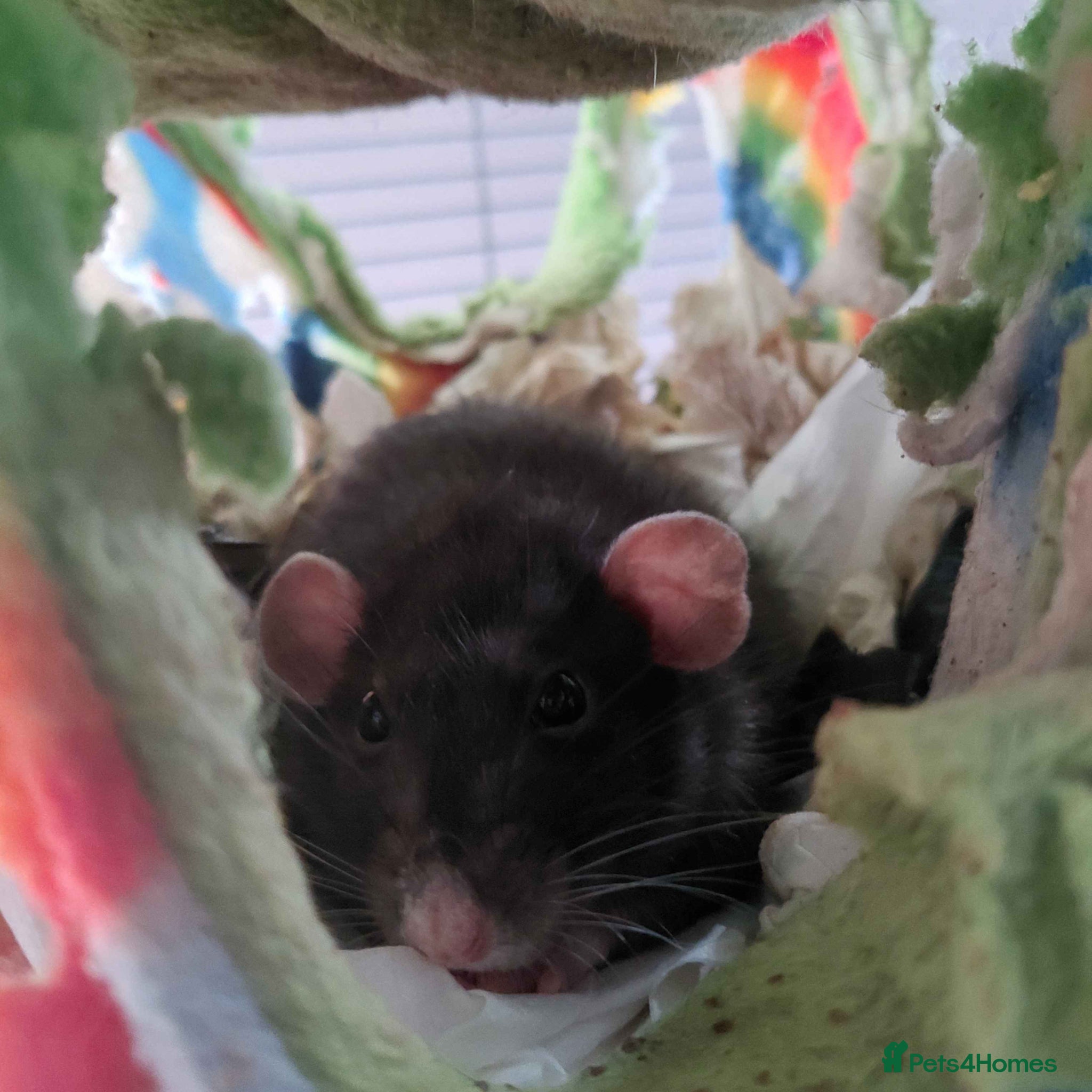 Rat rodents Old lady looking for retirement home - Advert 7