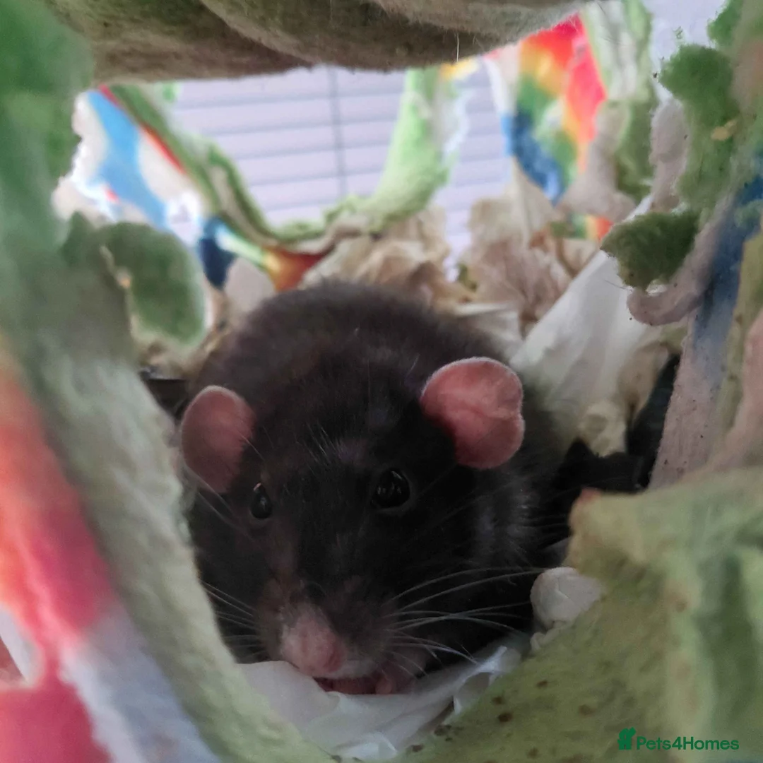 Rat rodents for sale: Old lady looking for retirement home in Nottingham - Advert 1