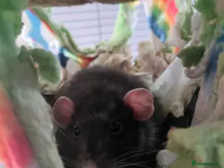 Rat rodents Old lady looking for retirement home - Advert 1