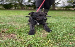 Patterdale Terrier dogs for sale: Patterdale puppy  - Image 5