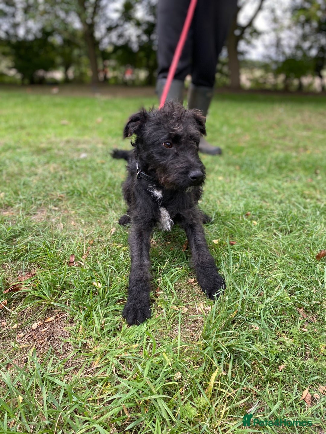 Patterdale Terrier dogs for sale: Patterdale puppy  - Image 5