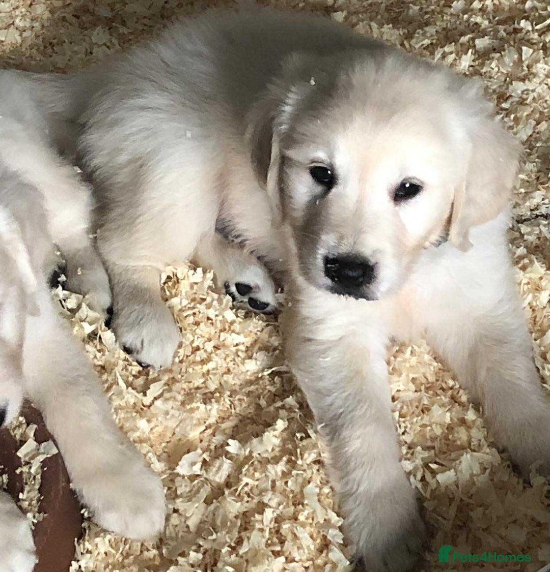 Golden Retriever dogs for sale: Golden retriever male - Image 3